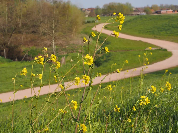 Kalkense Meersen (België)